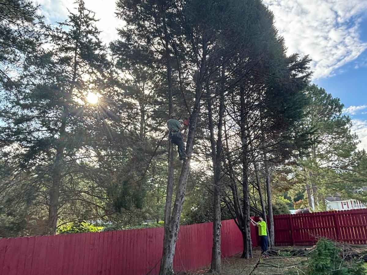 El Costeño Tree Service LLC